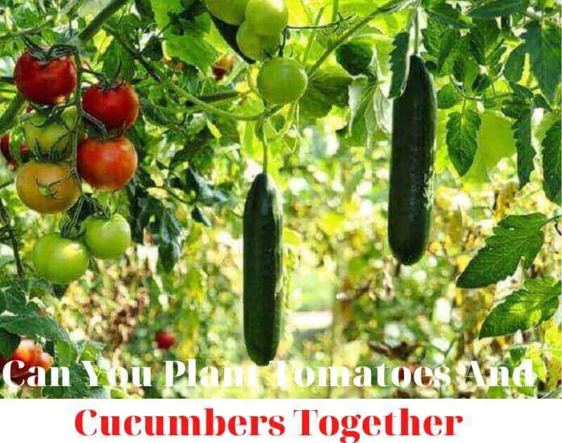 Can-You-Plant-Tomatoes-And-Cucumbers-Together