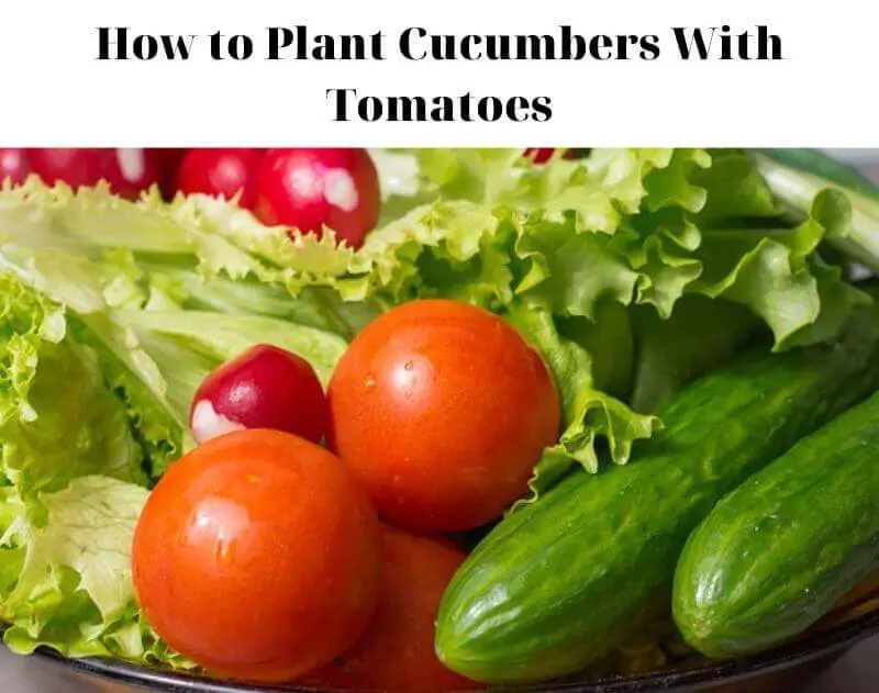 How-to-Plant-Cucumbers-With-Tomatoes