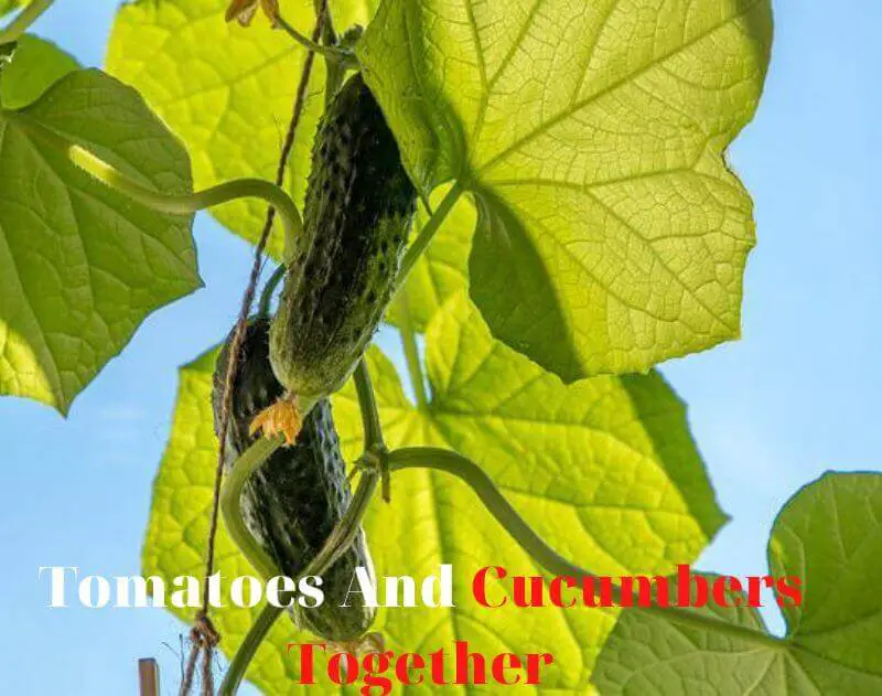 Tomatoes-Wiht-Cucumbers-Together