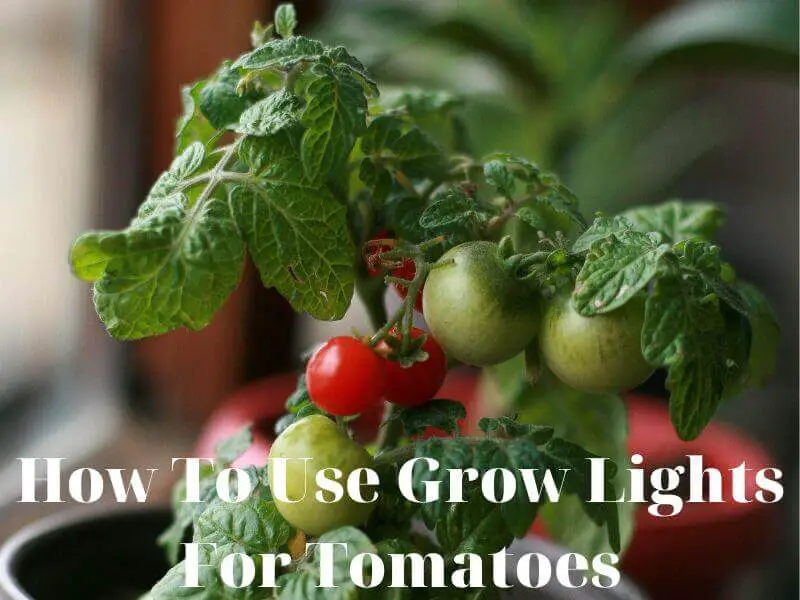 grow-lights-for-tomatoes