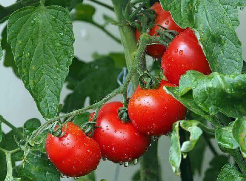 growing-campari-tomatoes