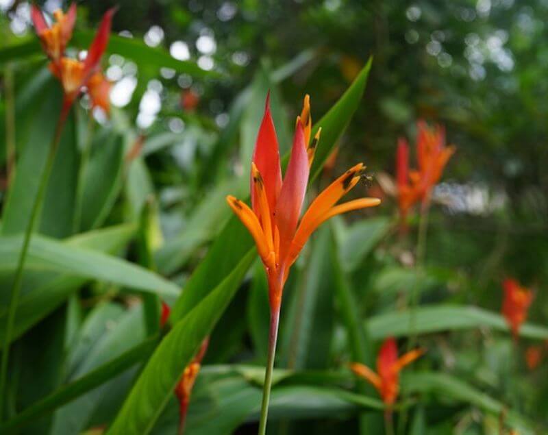 growing-ginger-in-florida