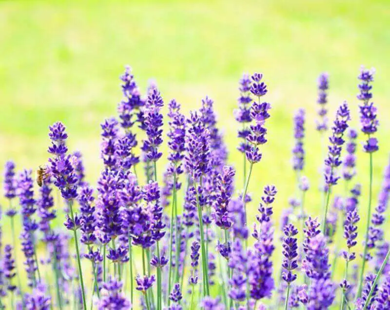 growing-lavender-in-florida