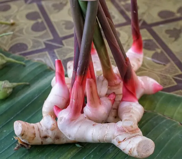 how-to-grow-ginger-root