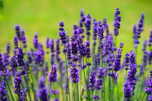 how-to-grow-lavender