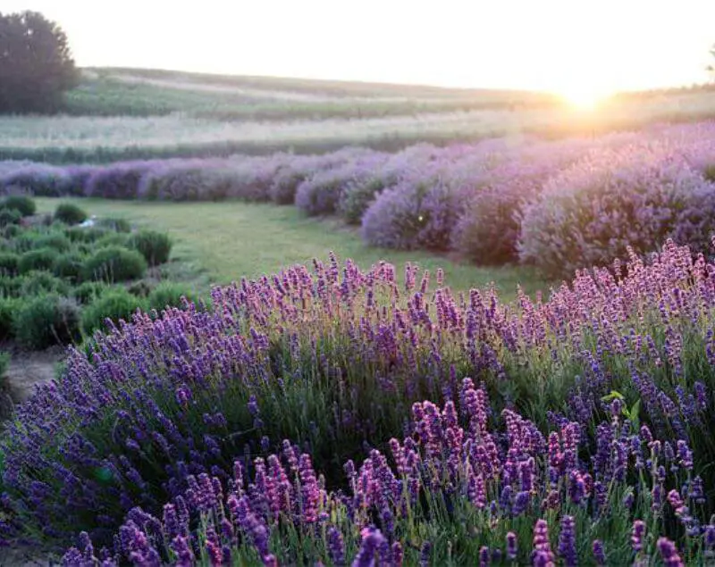 lavender-in-florida