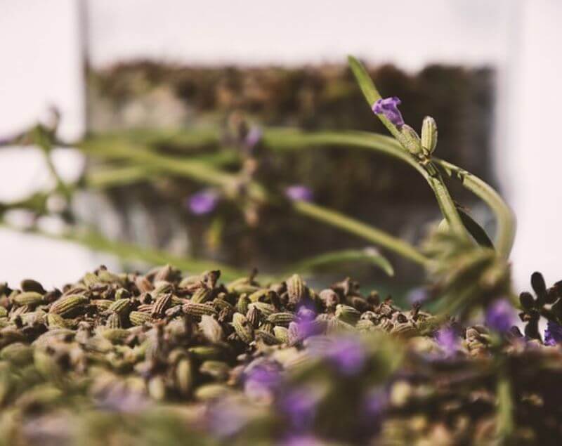 planting-lavender-in-florida
