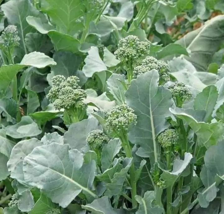 broccoli-when-to-harvest
