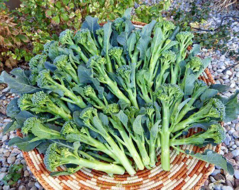 harvest-time-broccolini