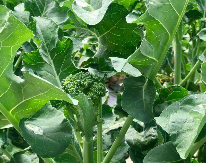 how-many-days-to-harvest-broccolini