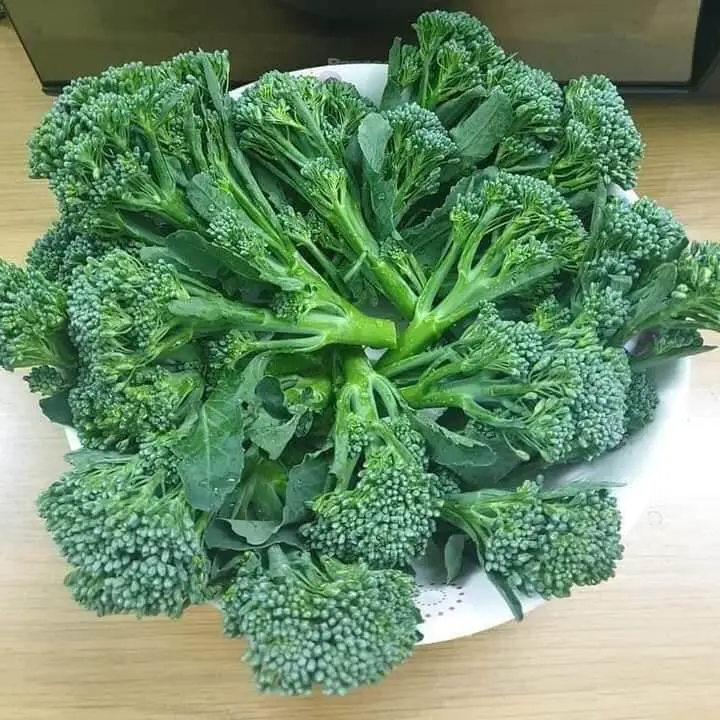 how-to-harvest-aspabroc-broccolini
