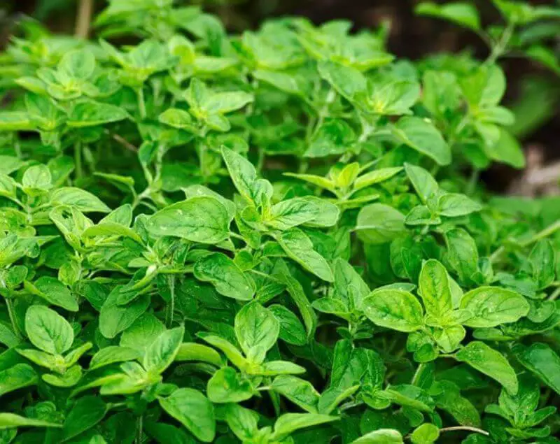 oregano-cuttings