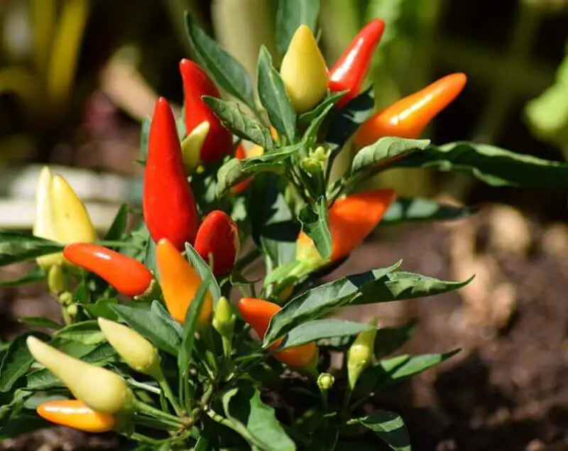 thai-pepper-plants