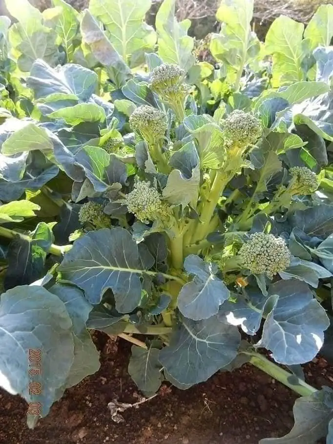 when-do-you-harvest-broccolini-seeds